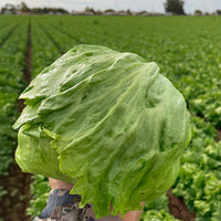 Lettuce Big Shot Seed