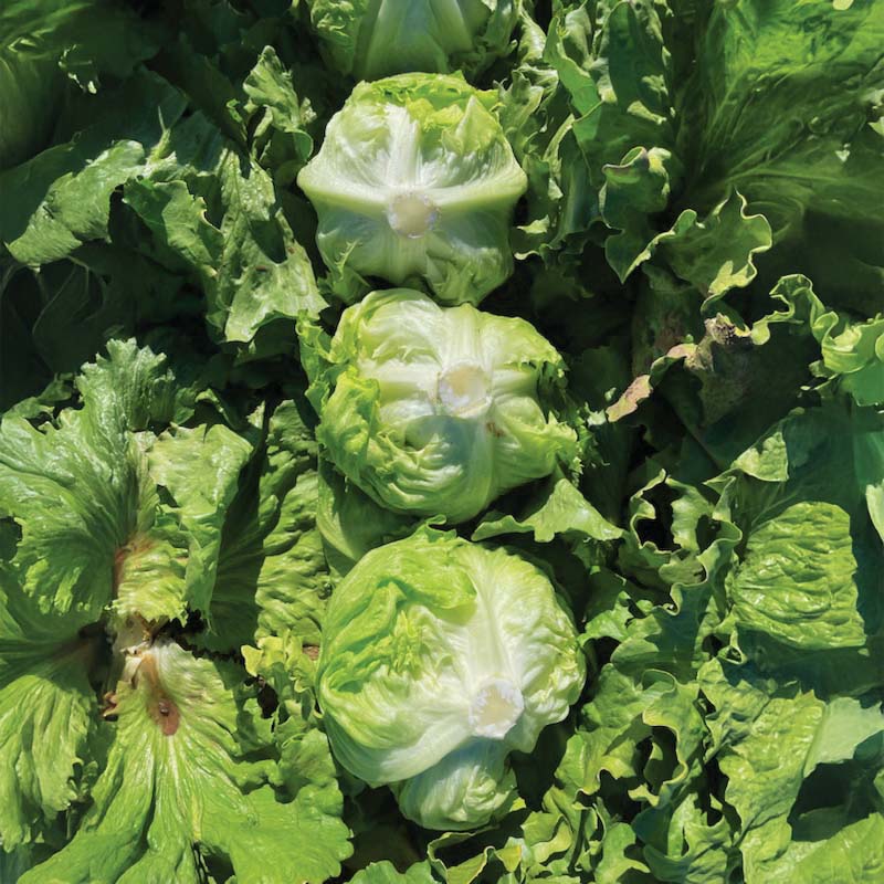 Lettuce Big Shot Seed