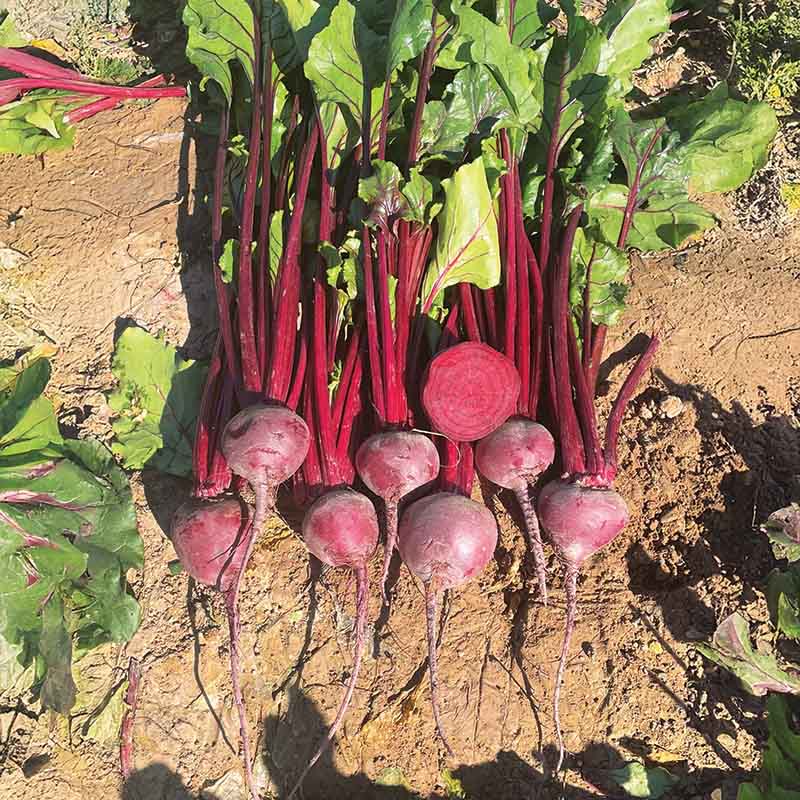 Beet Sedona F1 Seed