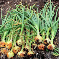 Onion Killington F1 Seed