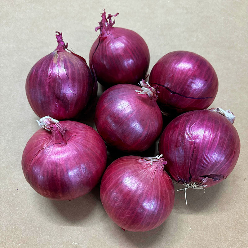 Onion SV4643NT Live Plants