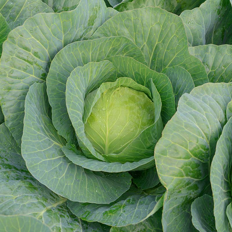 Cabbage Bellicose F1 Seed