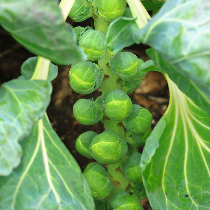 Brussels Sprouts Gustus F1 Seed