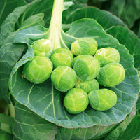 Brussels Sprouts Gustus F1 Seed