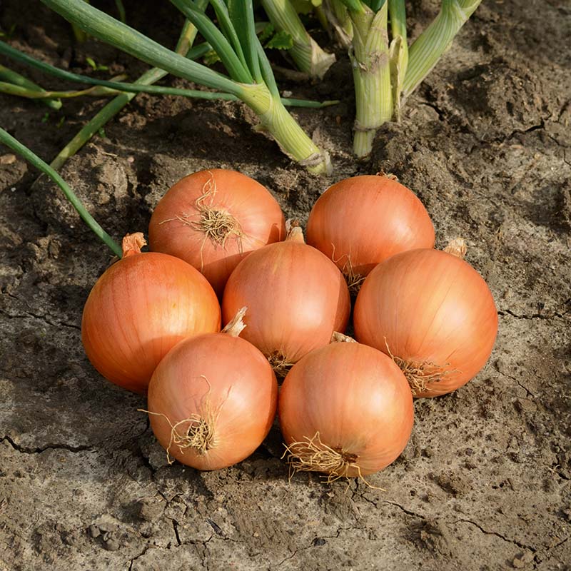 Onion Oneida F1 Seed