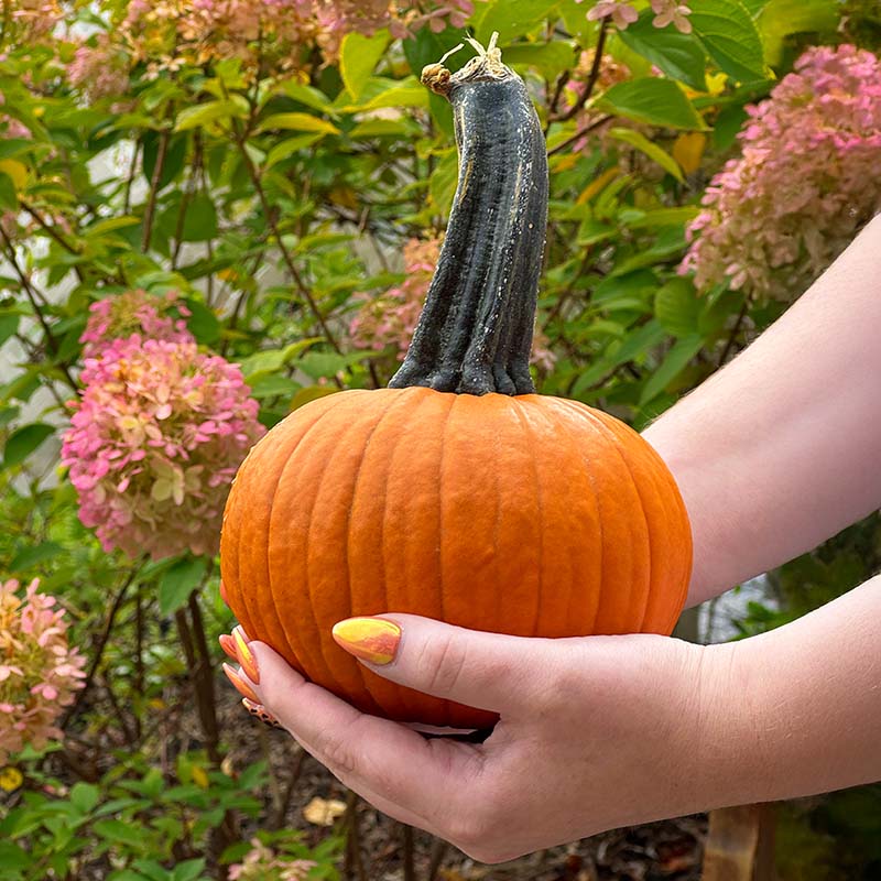 Pumpkin Voodoo F1 Seed