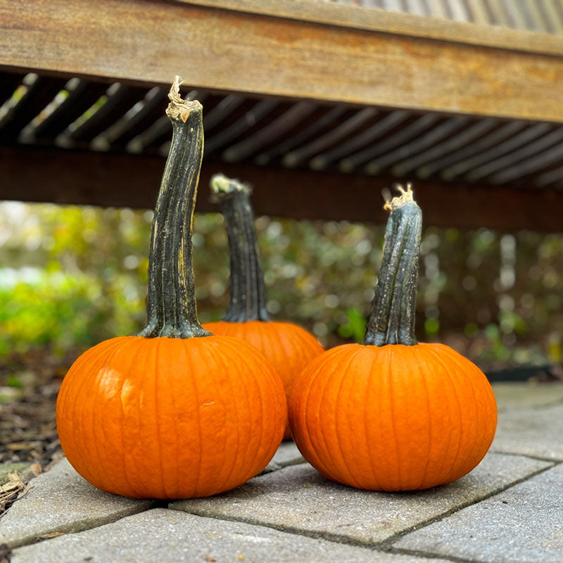 Pumpkin Voodoo F1 Seed