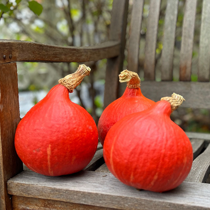 Squash Red Kuri Seed