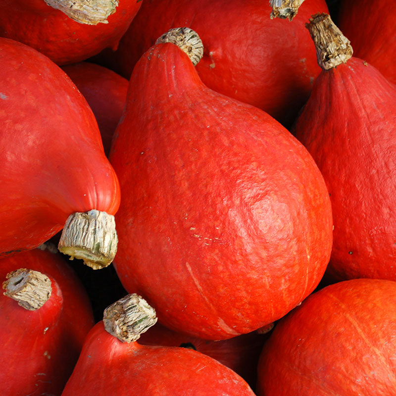 Squash Red Kuri Seed