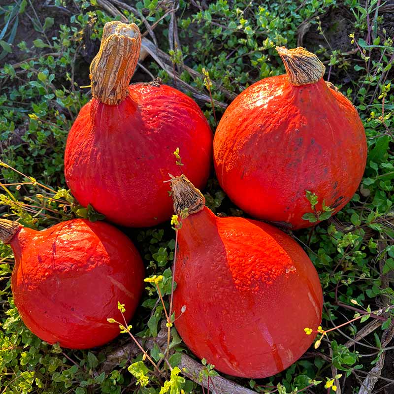 Squash Red Kuri Seed