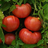 Tomato BlushingStar F1 Seed