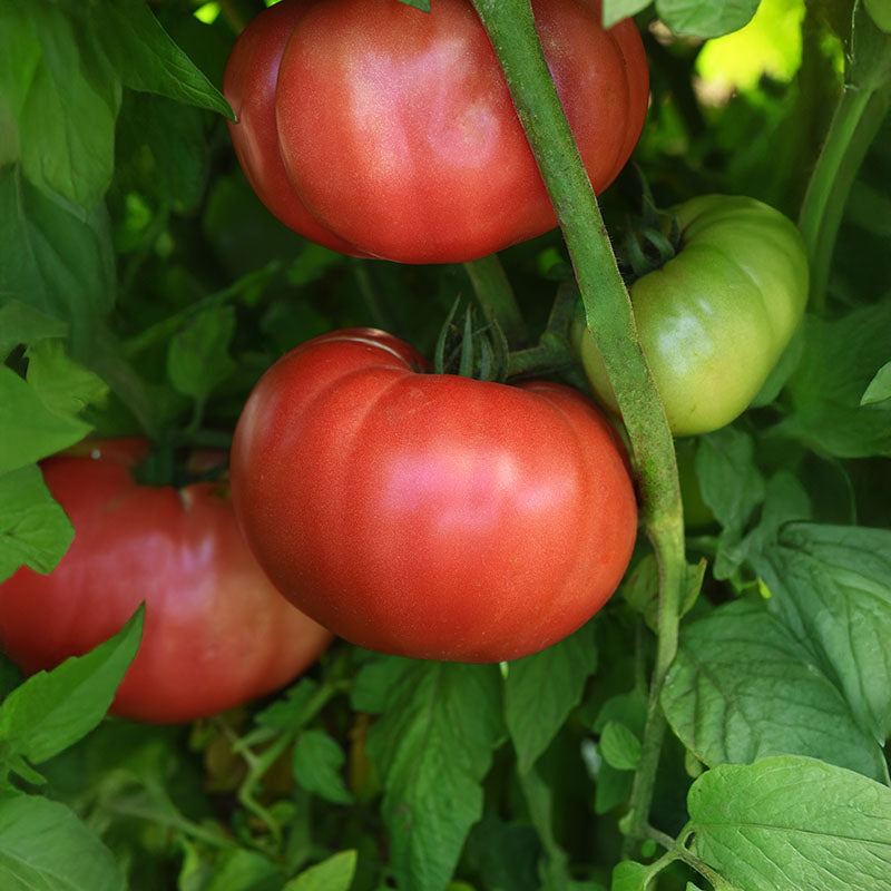 Tomato BlushingStar F1 Seed