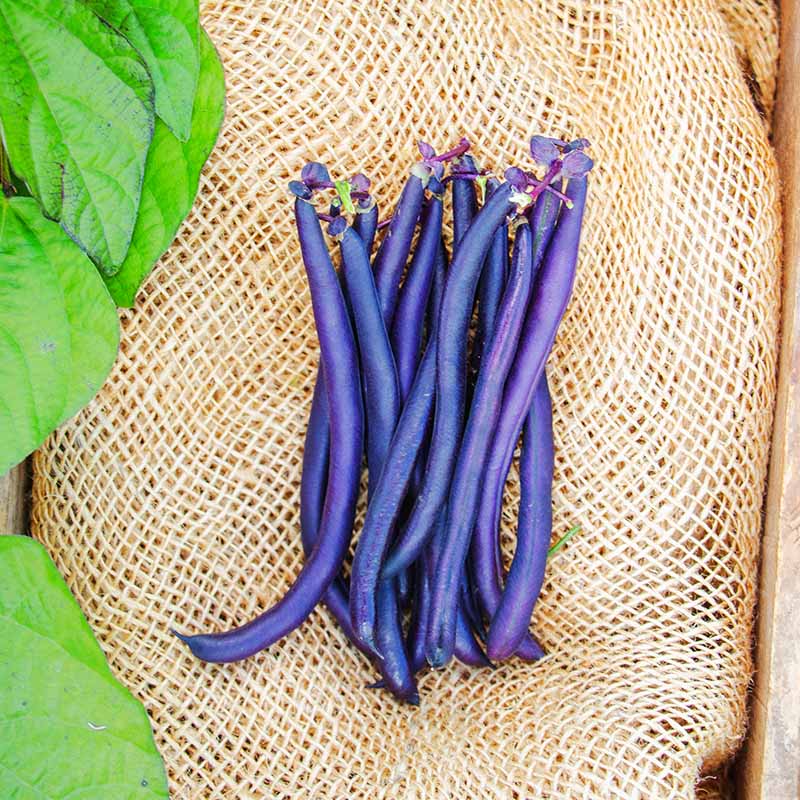 Bean Improved Purple Queen Seed