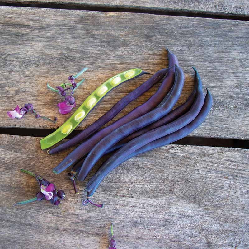 Bean Improved Purple Queen Seed