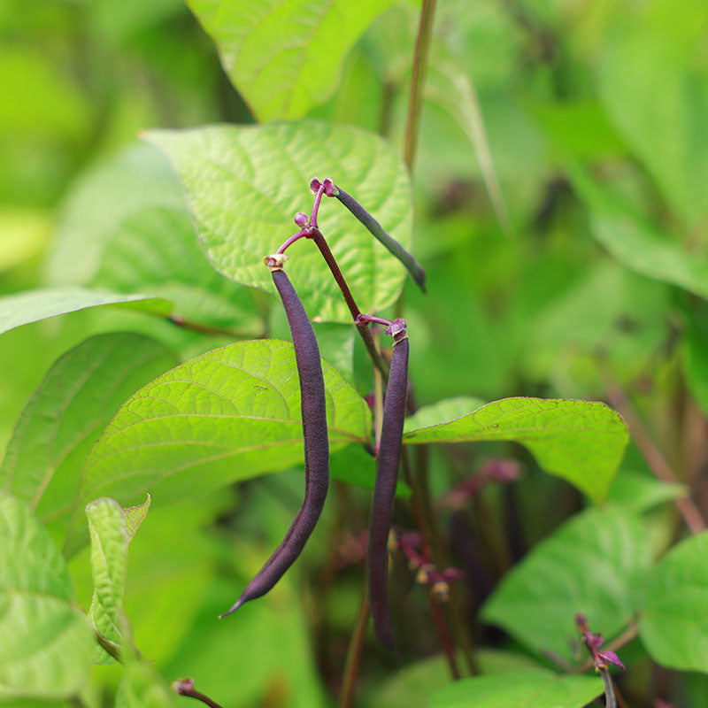 Bean Improved Purple Queen Seed