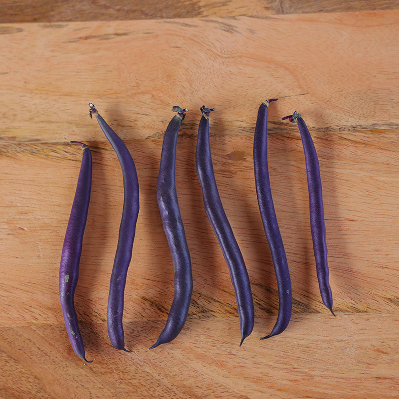 Bean Improved Purple Queen Seed