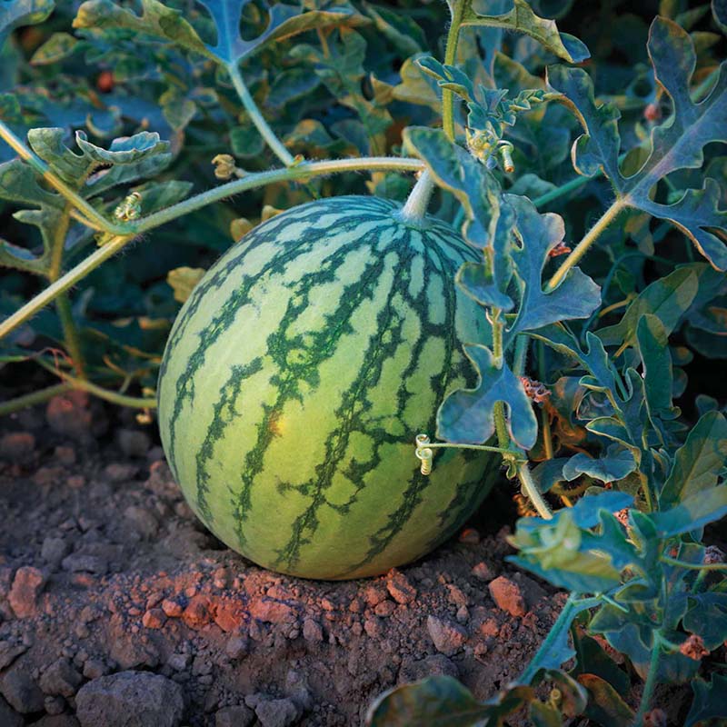 Watermelon Wild Card Plus F1 Seed