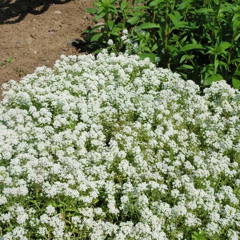 Alyssum New Carpet of Snow Seed