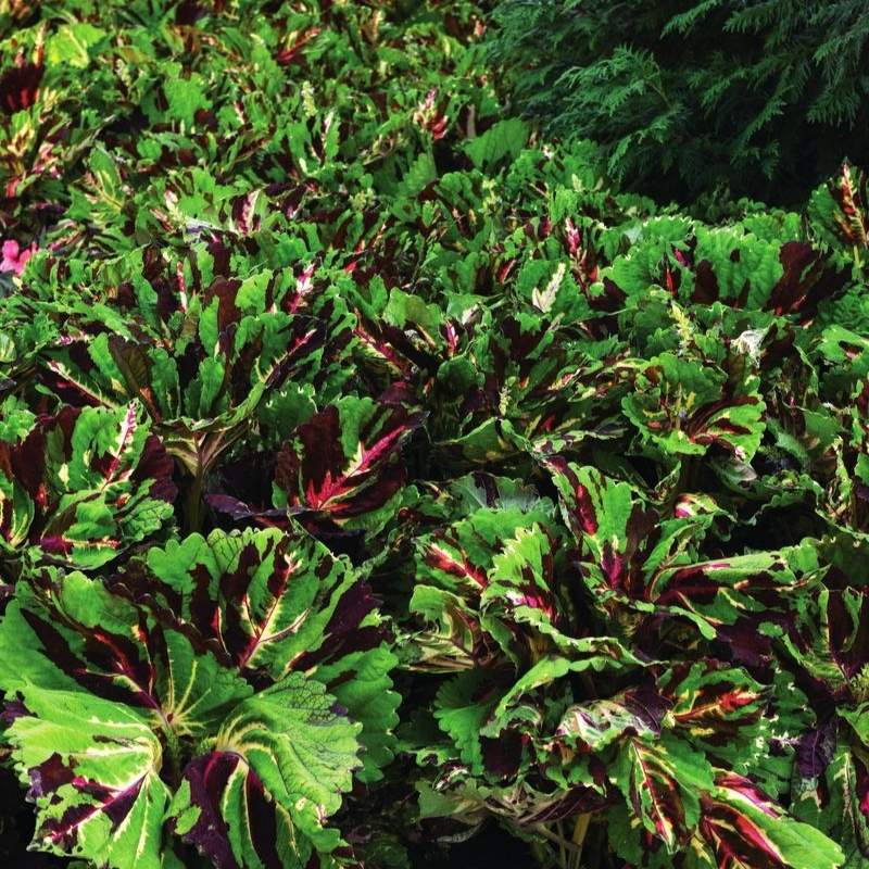 Coleus Kong Mosaic Seed