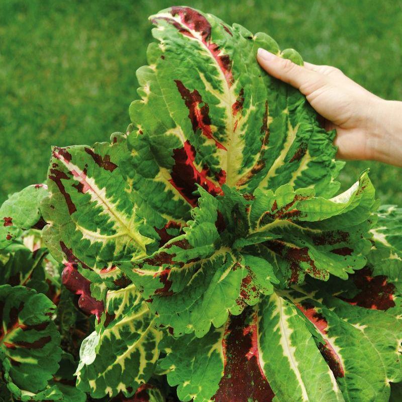 Coleus Kong Mosaic Seed