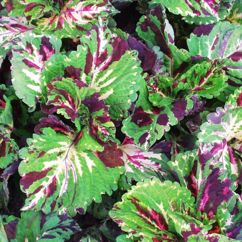 Coleus Kong Mosaic Seed