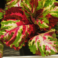 Coleus Kong Mosaic Seed