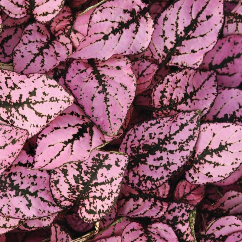 Hypoestes Splash Select Pink Seed