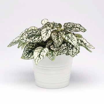 Hypoestes Splash Select White Seed