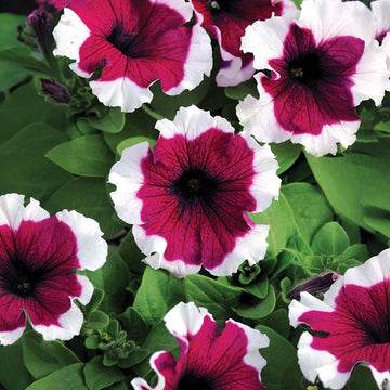 Petunia Dreams Picotee Burgundy F1 Seed