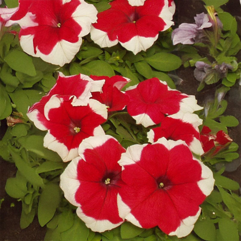 Petunia Dreams Picotee Red F1 Seed