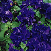 Petunia Double Cascade Blue F1 Seed