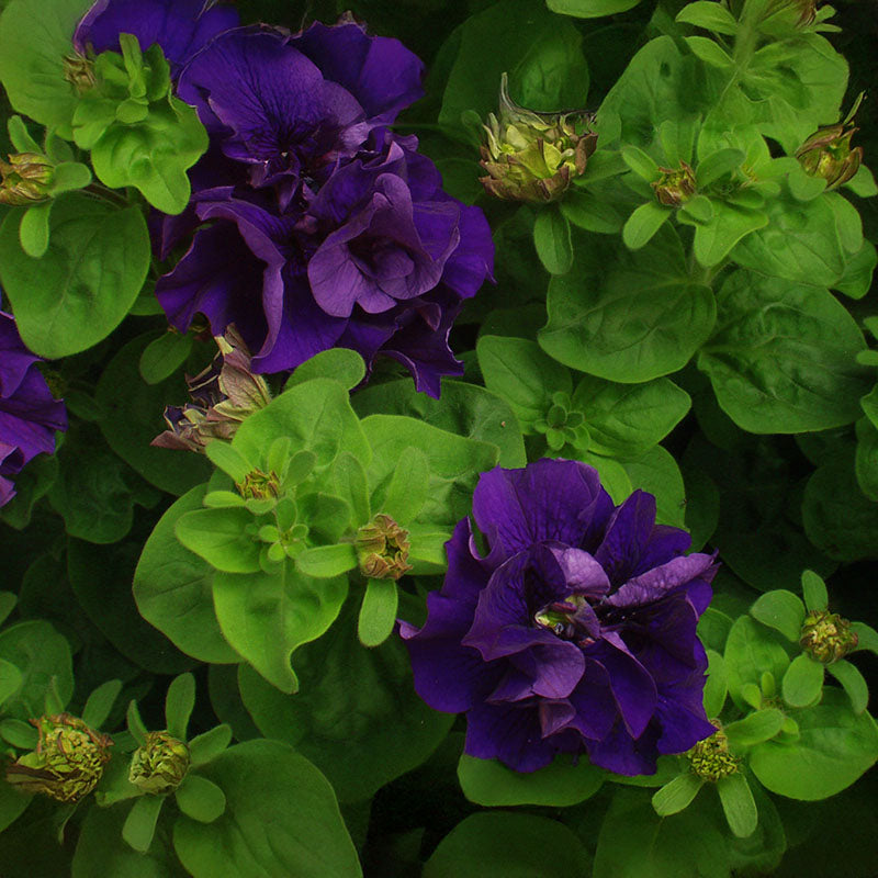 Petunia Double Cascade Blue F1 Seed