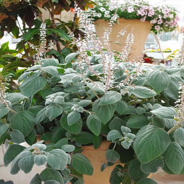 Plectranthus Silver Shield Seed