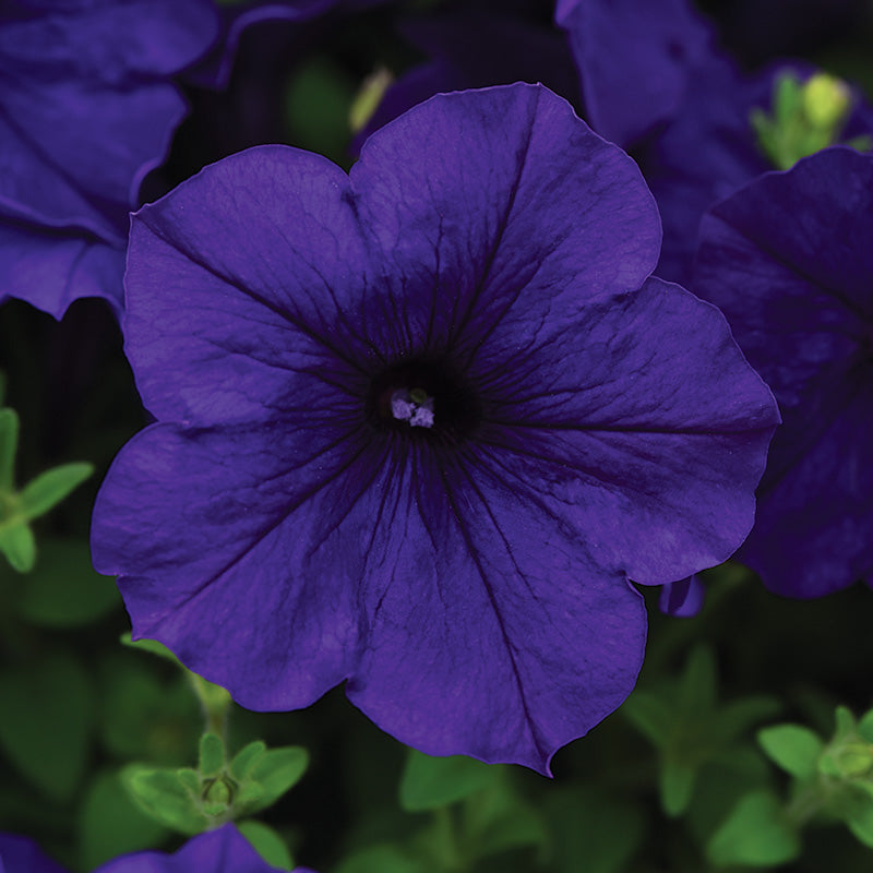 Petunia Easy Wave Blue F1 Seed