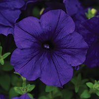 Petunia Easy Wave Blue F1 Seed