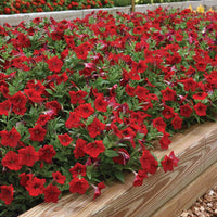 Petunia Easy Wave Red F1 Seed