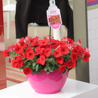 Petunia Easy Wave Red F1 Seed