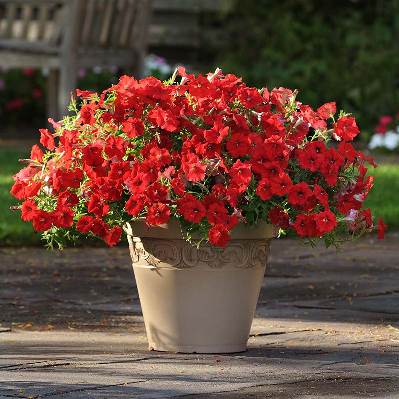 Petunia Easy Wave Red F1 Seed