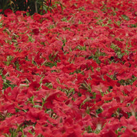 Petunia Easy Wave Red F1 Seed