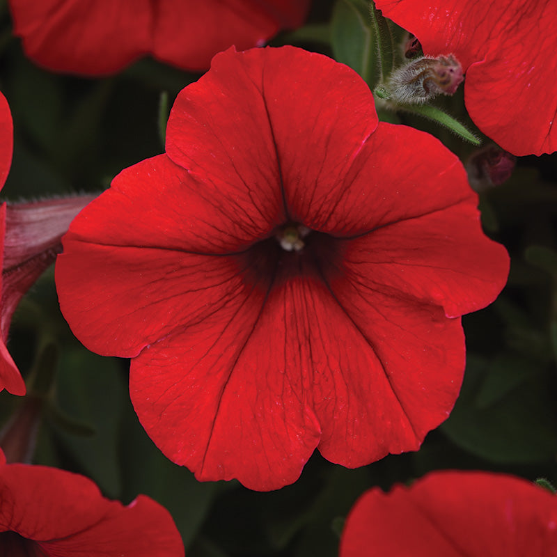 Petunia Easy Wave Red F1 Seed