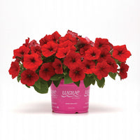 Petunia Easy Wave Red F1 Seed