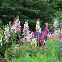 Digitalis Camelot Mix F1 Seed