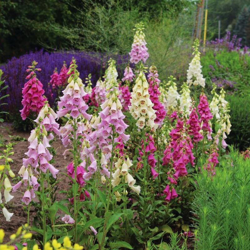 Digitalis Camelot Mix F1 Seed