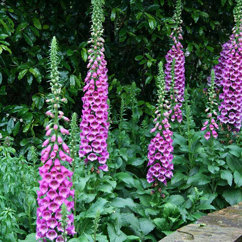 Digitalis Camelot Mix F1 Seed