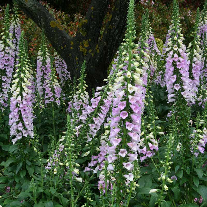 Digitalis Camelot Mix F1 Seed