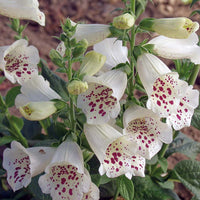 Digitalis Camelot Mix F1 Seed