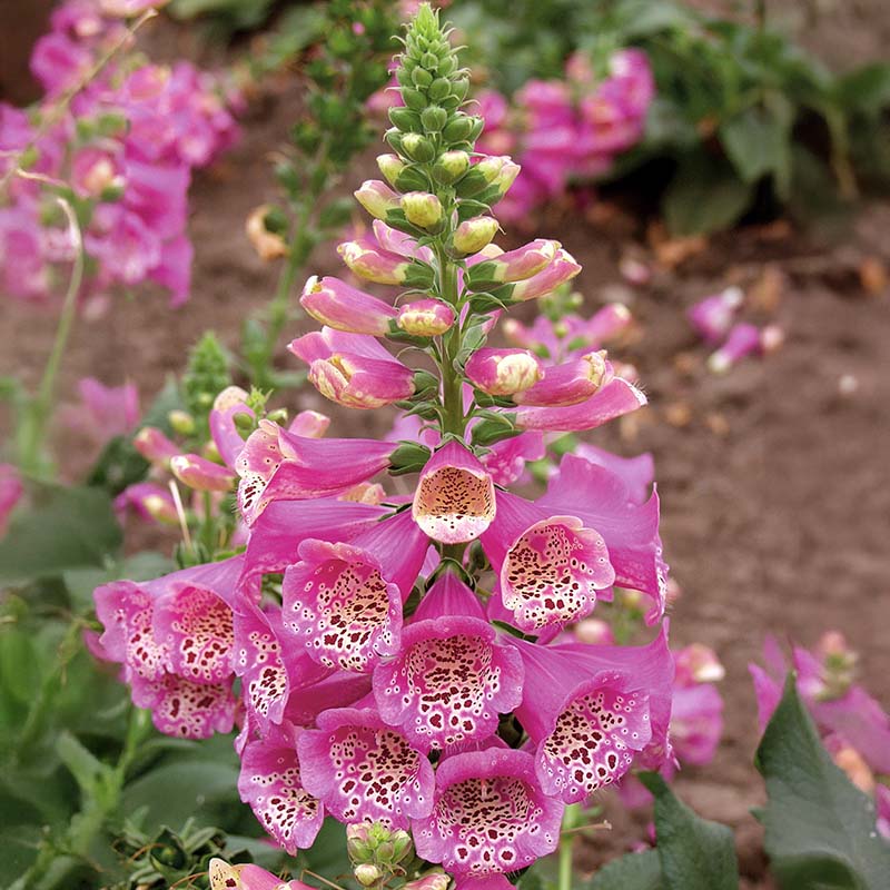 Digitalis Camelot Mix F1 Seed