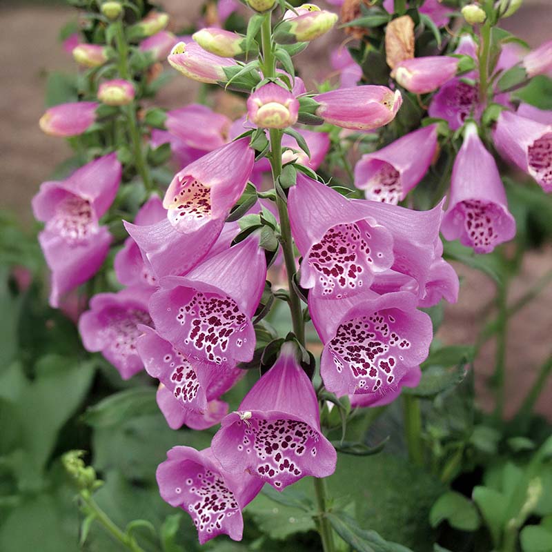 Digitalis Camelot Mix F1 Seed