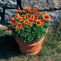 Gaillardia Arizona Sun Seed