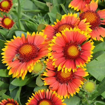 Gaillardia Arizona Sun Seed